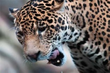 image of jaguar_car
