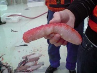 image of sea_cucumber