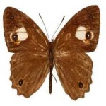 image of animal