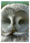 image of great_grey_owl