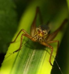 image of cricket