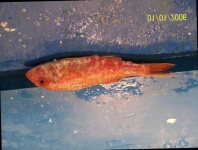 image of fish