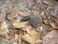 image of dung_beetle