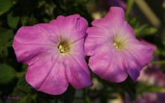 image of petunia #29