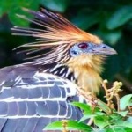image of bird