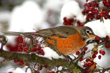 image of robin
