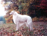 image of borzoi
