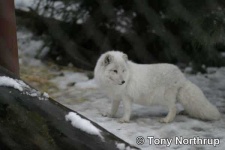 image of arctic_fox