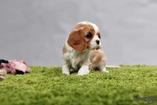 image of blenheim_spaniel