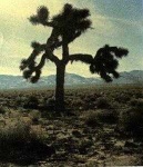 image of joshua_tree
