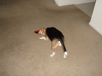 image of beagle