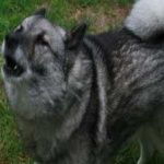 image of animal