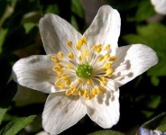 image of flower