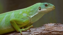 image of animal