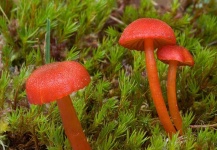 image of mushrooms
