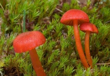 image of hygrocybe #5