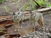 image of coyote