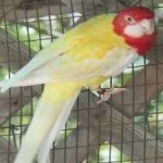 image of bird