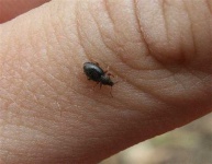 image of leaf_beetle