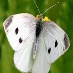 image of animal