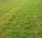 image of grass
