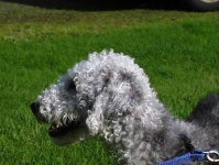 image of bedlington_terrier