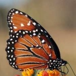 image of animal