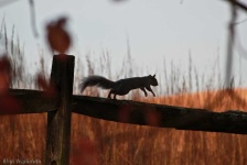 image of animal