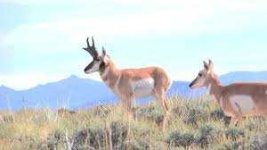 image of animal