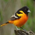image of bird