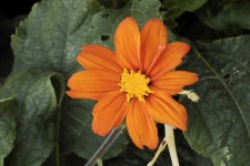 image of flower