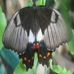 image of animal
