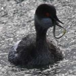 image of bird