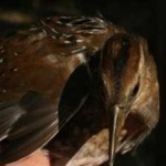 image of bird
