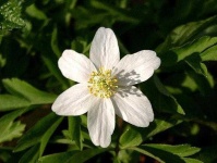 image of flower