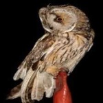 image of bird
