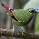 image of bird