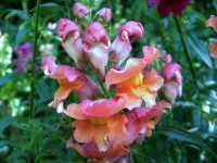 image of flower