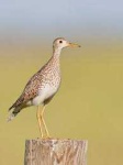 image of animal
