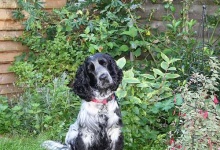 image of english_cocker_spaniel #33