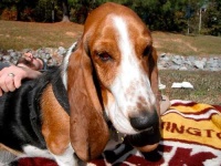 image of basset_hound #10