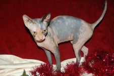 image of animal
