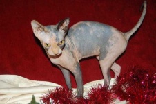 image of sphynx #2