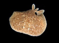 image of electric_ray