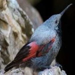 image of bird