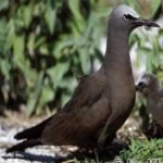 image of bird