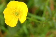 image of flower