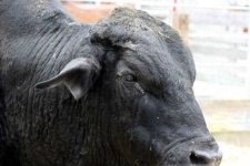 image of animal