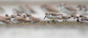 image of sandpiper #25