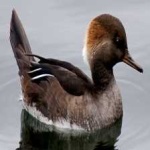 image of bird